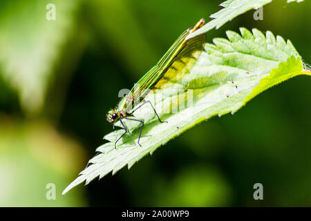 Una femmina verde nastrare Demoiselle (Calopteryx splendens) in appoggio su una foglia vicino al fiume Foto Stock