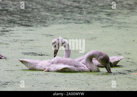 Giovani Whooper cigni, Schleswig-Holstein, Germania , (Cygnus cygnus) Foto Stock