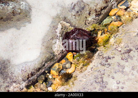 Un beadlet anemone, Actinia equina, sul egde di una roccia con i suoi tentacoli appena visibile nell'acqua rimanente in una crepa a bassa marea (Lyme Regis) Foto Stock