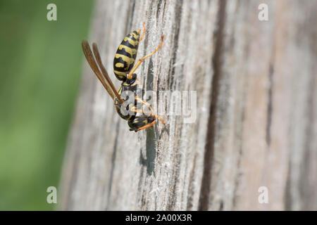 Carta europea wasp, parco naturale Munden, Bassa Sassonia, Germania (Polistes dominula), M Foto Stock