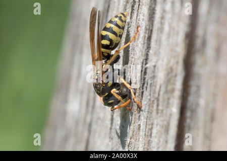 Carta europea wasp, parco naturale Munden, Bassa Sassonia, Germania (Polistes dominula), M Foto Stock