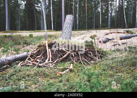 Alberi sradicati, radici e log tagliati, Bjorno riserva naturale (Bjorno Naturreservat), arcipelago di Stoccolma, Svezia Foto Stock