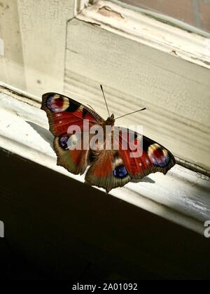 La colorata comunità farfalla pavone, Algais io, seduto su una finestra Foto Stock
