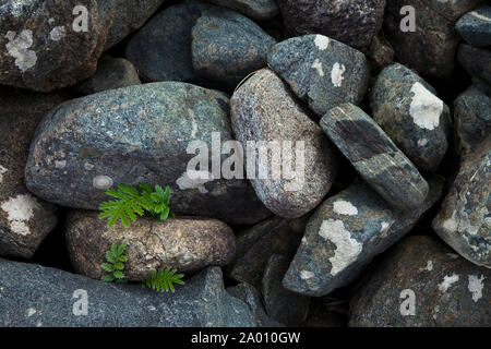 Playa de Scarista Beach. Suono di Taransay. A sud dell'Isola di Harris. Outer Hebrides. La Scozia, Regno Unito Foto Stock