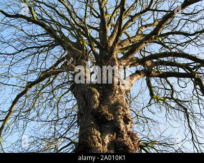 Nodose e annodate Willow Tree con impressionante trunk in inverno - angolo basso imponente cercando Foto Stock