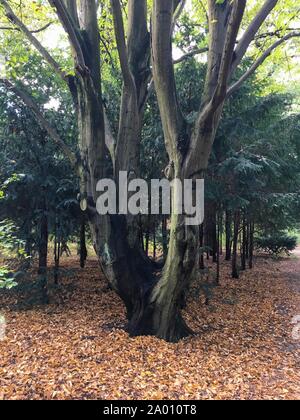Bella cresciuto tronco di albero Circondato da colorati di foglie di autunno sul terreno in autunno Foto Stock