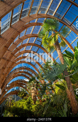 Regno Unito, nello Yorkshire, Sheffield, Surrey Street, giardino d'inverno interno, sub-piantagione tropicale Foto Stock