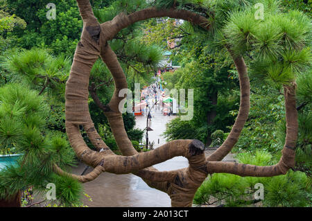 A forma di cerchio pino nel Parco di Ueno. Intricate bended tronco di albero Foto Stock