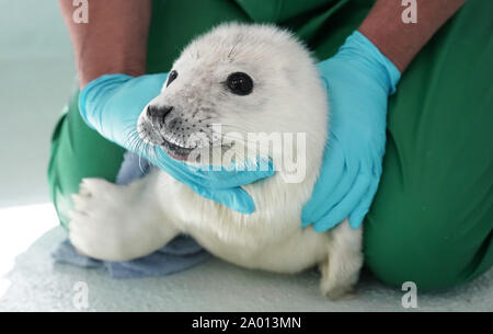 Macca il bambino guarnizione di tenuta presso il Blue Reef center di Tynemouth dopo essere stato salvato da skipper di Billy Shiel's farne isola barche che ha trovato il suo annegamento nel mare del Nord circa quarantacinque minuti fuori Seahouses sulla costa di Northumberland. Foto Stock