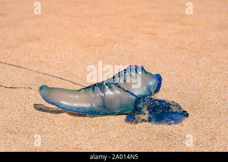 Bottiglia blu, portoghese uomo di guerra o floating terrore medusa posa su una riva sabbiosa. Close up, macro Foto Stock