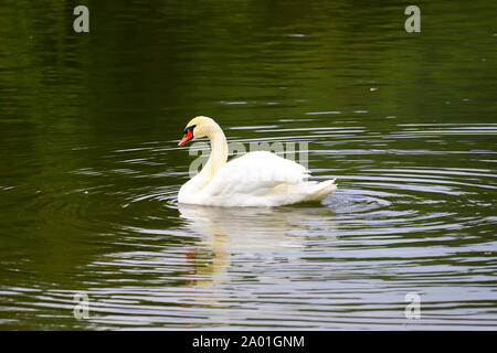 Bellissimo cigno bianco nuota nell'acqua color smeraldo nel parco Uman, Ucraina. Swan Lake in primavera, estate, autunno Foto Stock