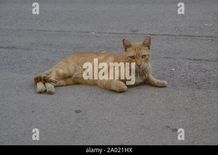 Gatto randagio rilassata nell'ombra Foto Stock