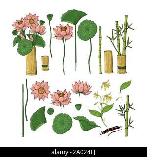 Grande set di disegnato a mano stile doodle fiori. Bambù, lotus Illustrazione Vettoriale