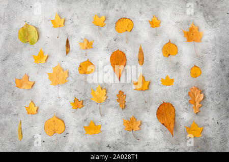 Asciugare caduto foglie di autunno sulla pietra grigia sullo sfondo Foto Stock