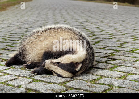 Dead Badger su una strada rurale Foto Stock