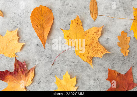 Asciugare caduto foglie di autunno sulla pietra grigia sullo sfondo Foto Stock