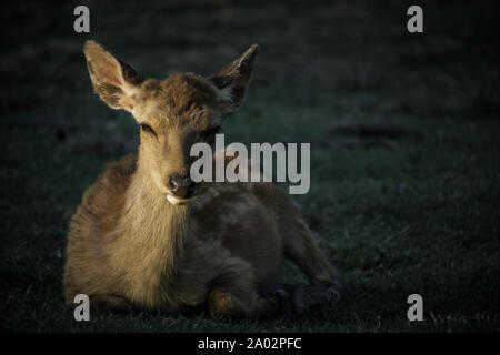 Un cervo giapponese Sika (cervus nippon) seduto al sole del pomeriggio nel Nara Park, Nara, Giappone. Foto Stock