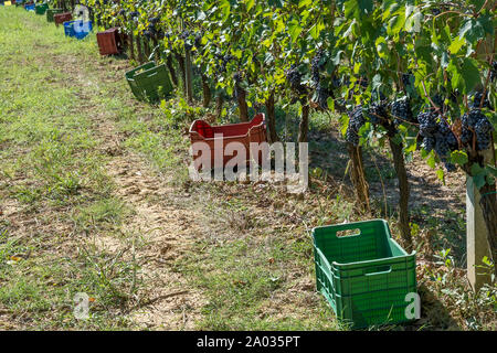 Lunga fila di cassette in plastica per la raccolta di uva nera in un vigneto toscano durante il raccolto Foto Stock