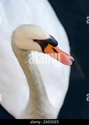 Close up ritratto di un cigno nell'acqua. Foto Stock