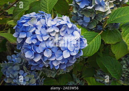 Belle blue hydrangea fiori con gocce di pioggia close-up Foto Stock