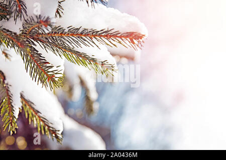 Ramo di abete con neve close-up, tonica foto Foto Stock