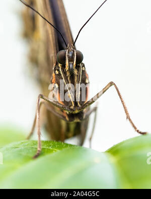 Blue Morpho Butterfly Foto Stock