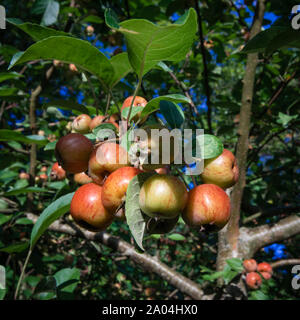Granchio di maturazione delle mele a inizio autunno Foto Stock