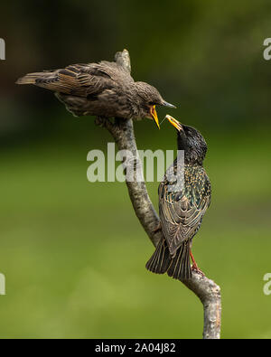 Neonata Starling essendo alimentato Foto Stock