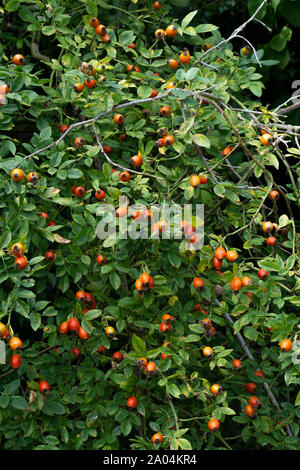 Cockspur thorn bush la fruttificazione in autunno Foto Stock