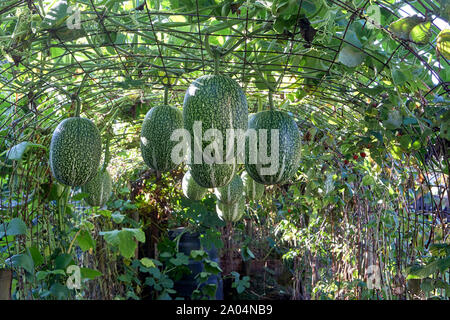 Striped pigiama zucca spaghetti zucche appeso sulla vite Foto Stock