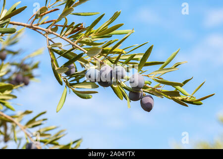 Le olive sul ramo di olivo contro il cielo blu. Foto Stock