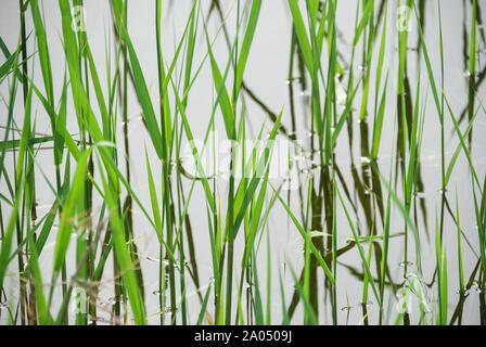 Verde erba reed piante che crescono nel lago. riflessione. Messa a fuoco selettiva. Foto Stock