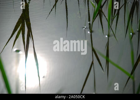 Verde erba reed piante che crescono nel fiume. riflessione. Messa a fuoco selettiva. Foto Stock