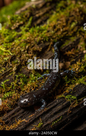 Blu-salamandra pezzata (Ambystoma laterale) da Sheboygan County, Wisconsin, Stati Uniti d'America. Foto Stock