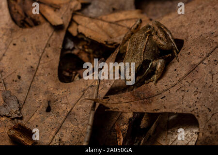 Legno (Rana Lithobates sylvaticus) da Sheboygan County, Wisconsin, Stati Uniti d'America. Foto Stock