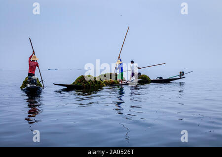 La popolazione locale la raccolta di erbe infestanti dal Lago Inle, Stato Shan, Myanmar. Foto Stock