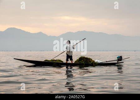 La popolazione locale la raccolta di erbe infestanti dal Lago Inle, Stato Shan, Myanmar Foto Stock