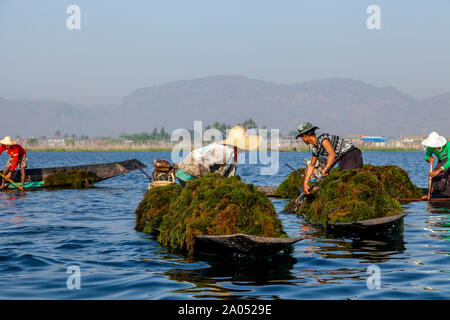 La popolazione locale la raccolta di erbe infestanti dal Lago Inle, Stato Shan, Myanmar Foto Stock