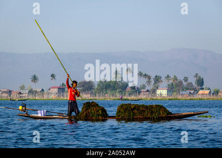 La popolazione locale la raccolta di erbe infestanti dal Lago Inle, Stato Shan, Myanmar Foto Stock