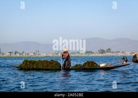 La popolazione locale la raccolta di erbe infestanti dal Lago Inle, Stato Shan, Myanmar Foto Stock