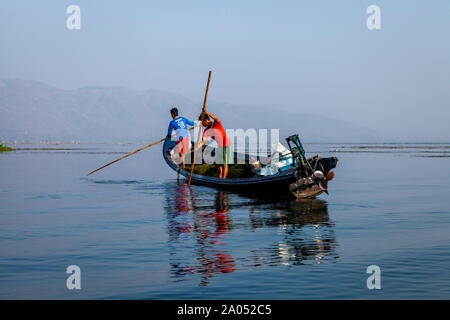 La popolazione locale la raccolta di erbe infestanti dal Lago Inle, Stato Shan, Myanmar Foto Stock