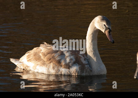 Swan e cigni nel lago Foto Stock