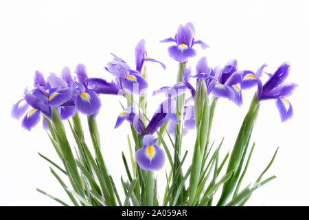 Grande grappolo di blu iride fiori nella foto contro uno sfondo bianco Foto Stock