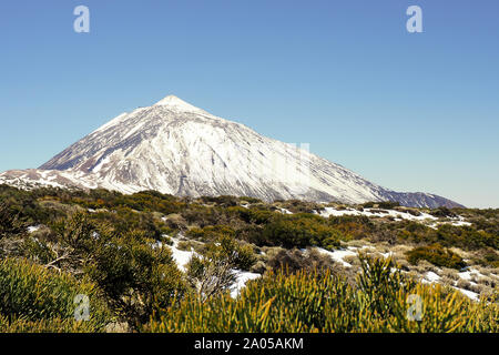 La montagna più alta della Spagna, il Pico El Teide Tenerife con alta la neve fresca e il cielo blu scuro. Di fronte ad esso un grande campo verde scuro ende Foto Stock