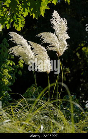 Grigio-bianco pannocchie fioritura di Cortaderia selloana pumilla, pampas erba contro uno sfondo scuro Foto Stock