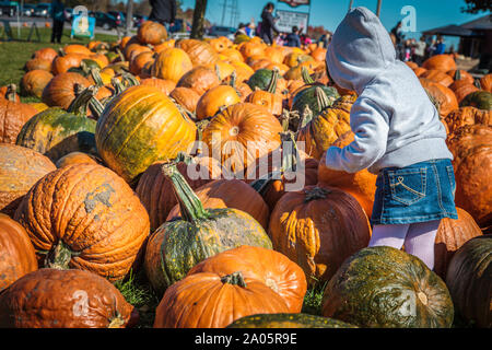 Pingle's Farm, Ontario, Canada, Ott 2014 - Bambini che giocano tra zucche esposte per la vendita presso la fattoria Foto Stock