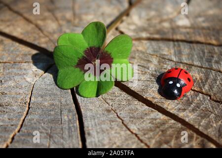 La foto mostra una coccinella in legno e un Lucky Clover su un weathered tronco di albero. Foto Stock