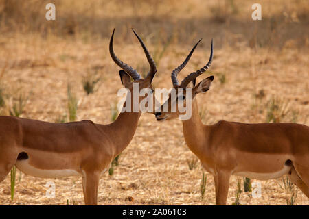 Coppia di comune giovane maschio impala, Ruaha National Park, Tanzania Foto Stock