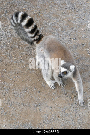 L'anello tailed lemuri allo Zoo di Calgary Alberta Foto Stock