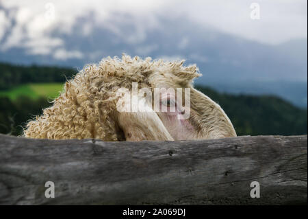 Un picchi di pecora fuori da dietro una recinzione di legno. Foto Stock